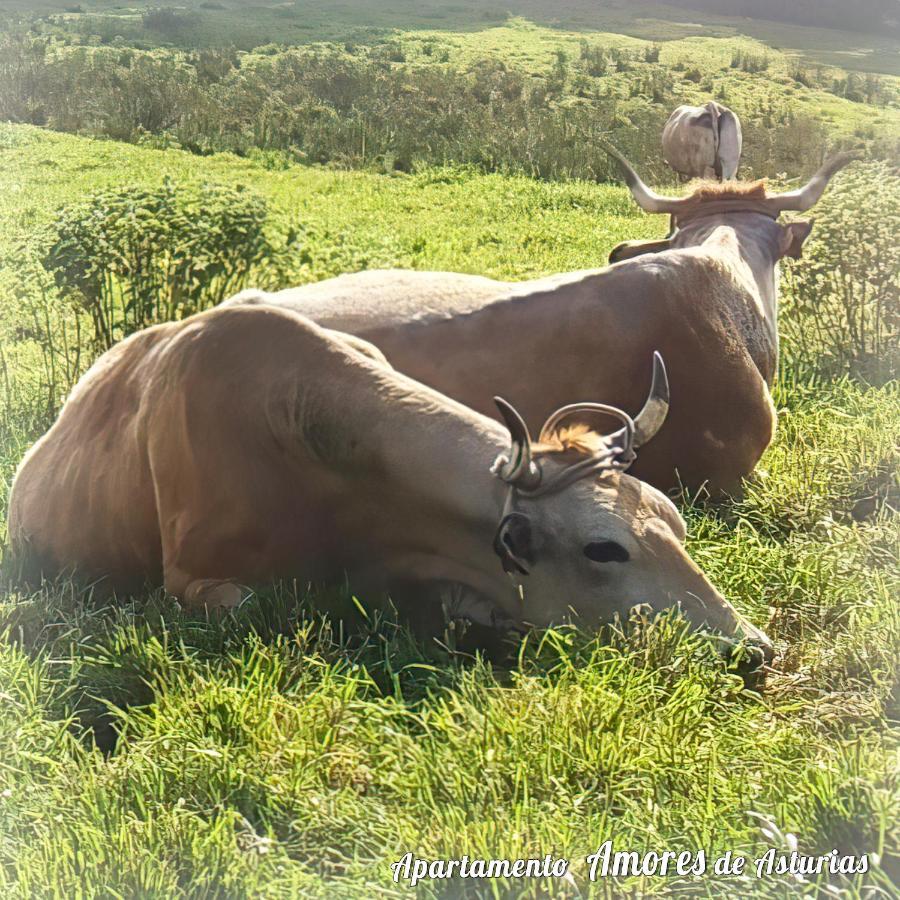 شقة Amores De Asturias بيدراس بلانكاس المظهر الخارجي الصورة